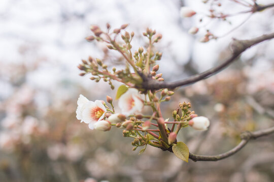 油桐花