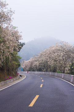 永春夹际油桐花