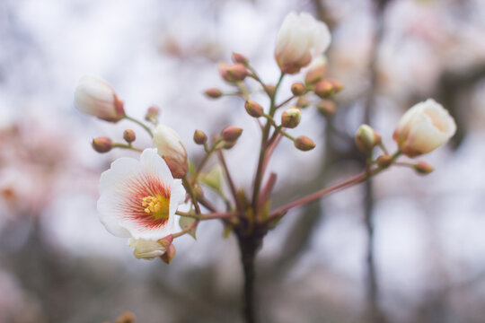 油桐花