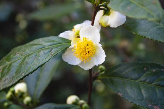 山茶花