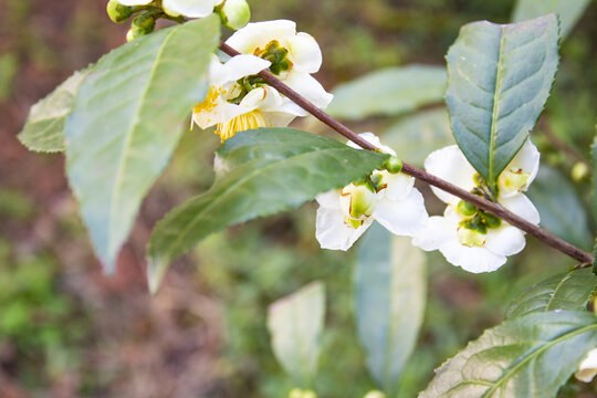 山茶花