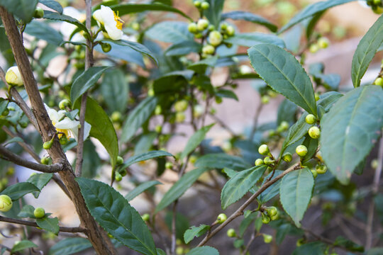 山茶花