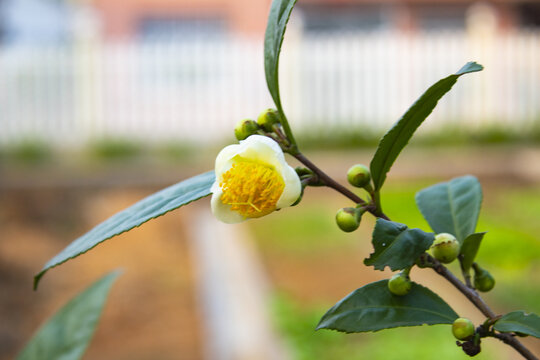 山茶花