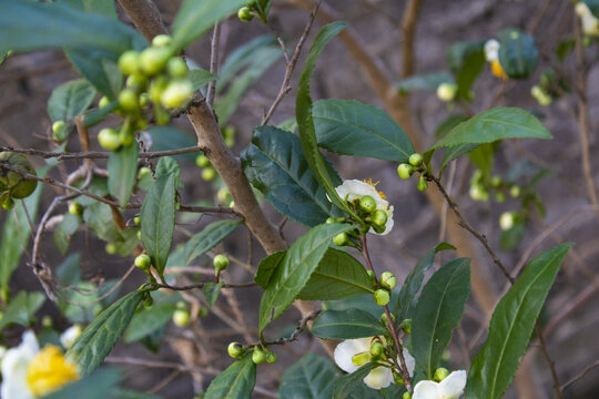 山茶花