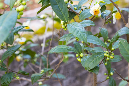 山茶花