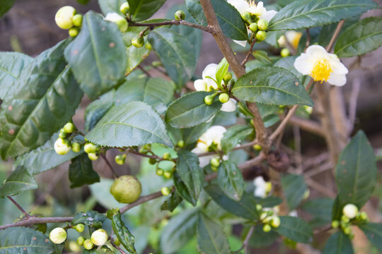 山茶花