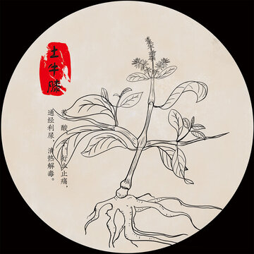 土牛膝黑白線描畫