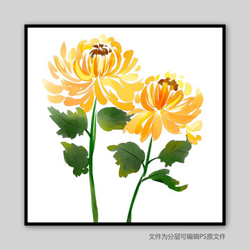 菊花插畫