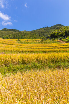 农田水稻风景