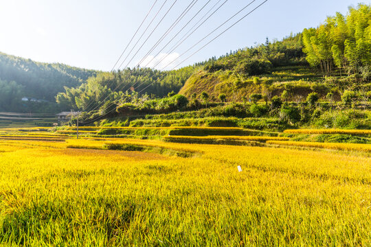 农田水稻风景