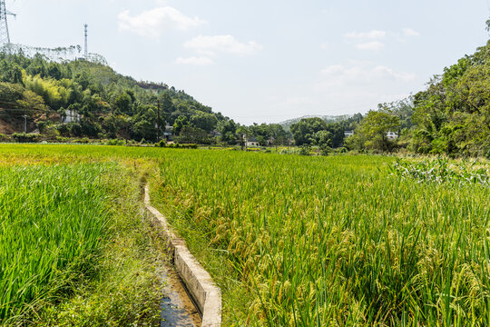 水稻田