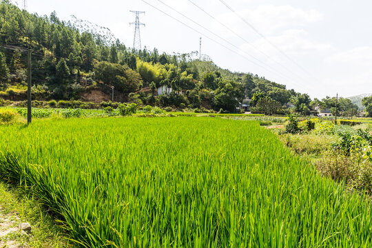 田园风光