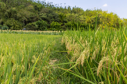 稻田