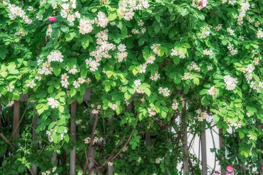 盛開的薔薇花