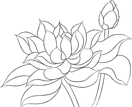 荷花線描