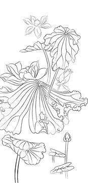 荷花線稿