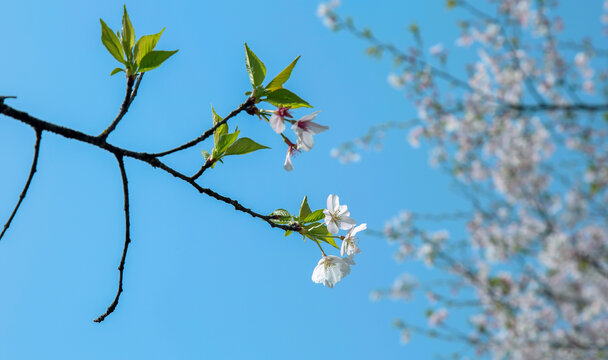 桃花