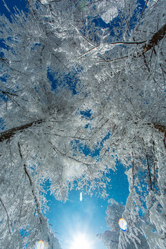 雪地风光