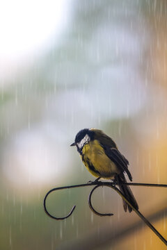 雨中鸟