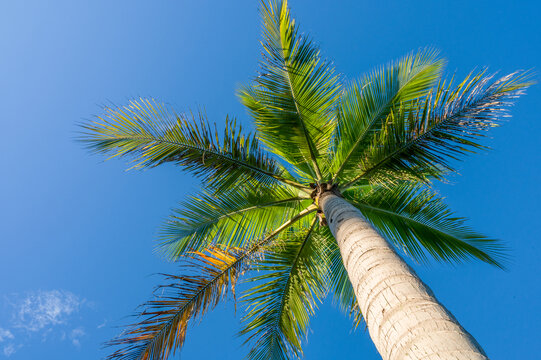 蓝天椰子树仰拍