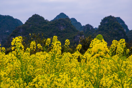 美丽乡村