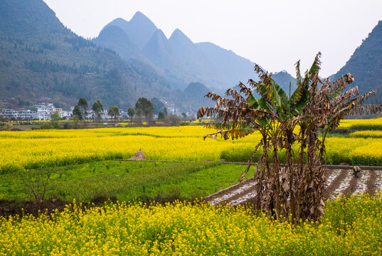 山村油菜花