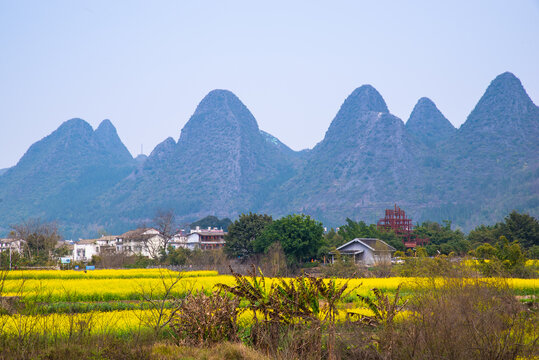 山村油菜花