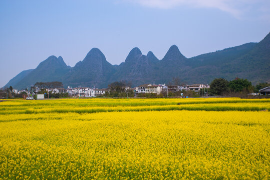 山村油菜花