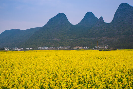 山村油菜花