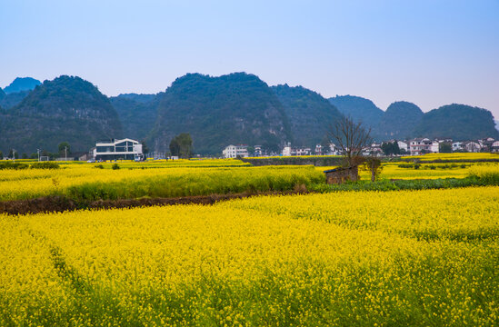 山村油菜花