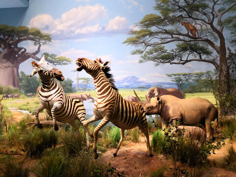 非洲大草原动物世界