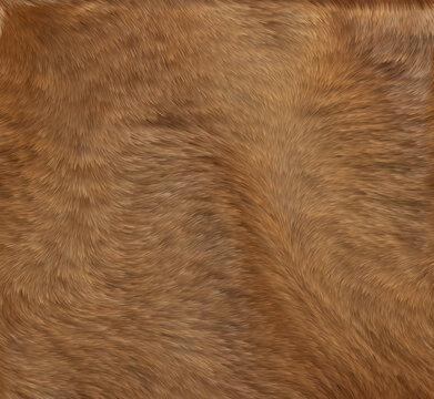高清動物毛發(fā)皮毛紋理