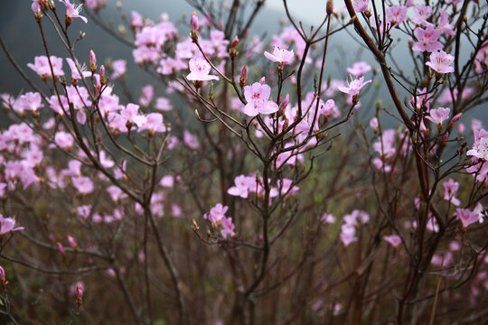 丁香杜鹃