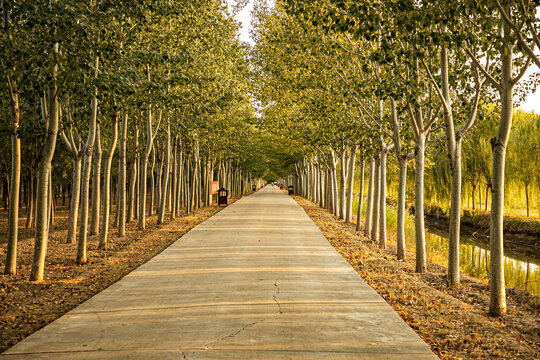 农村道路