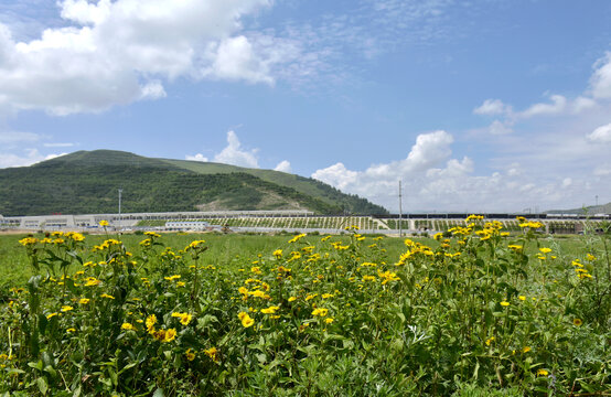 野菊花