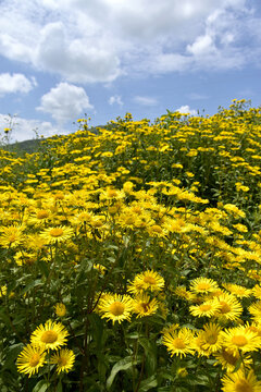 野菊花