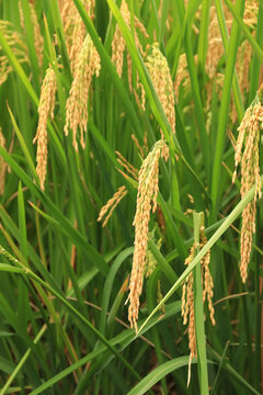 金色水稻