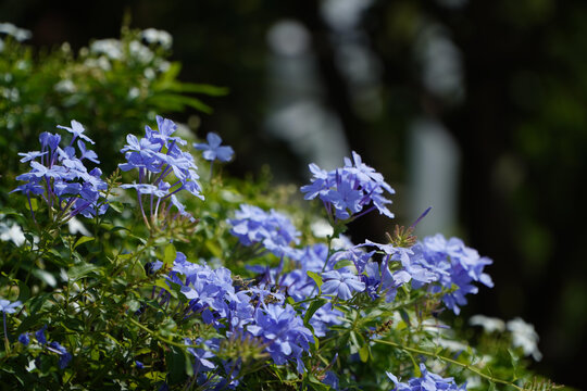 蓝花丹