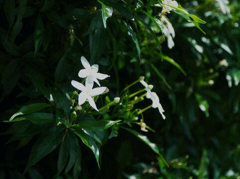 素馨花