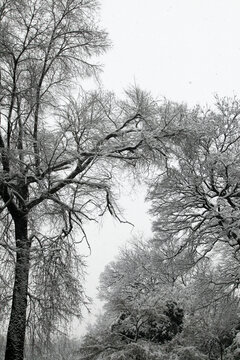 园林雪景