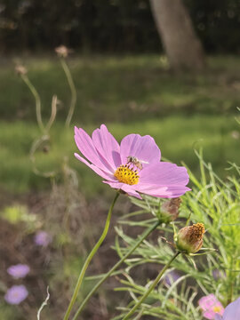 粉色格桑花