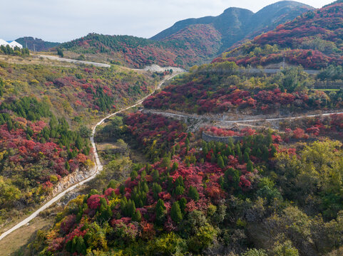 济南彩石断苕村红叶