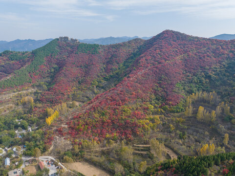 济南彩石断苕村红叶