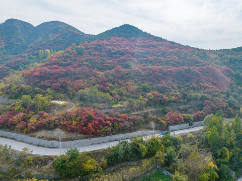 济南彩石断苕村红叶