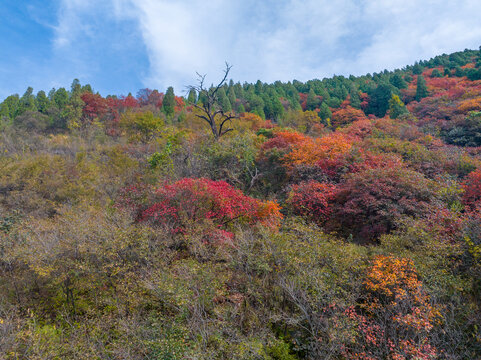 济南彩石断苕村红叶