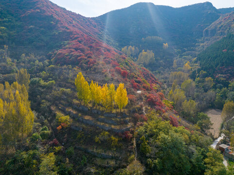 济南彩石劈山红叶