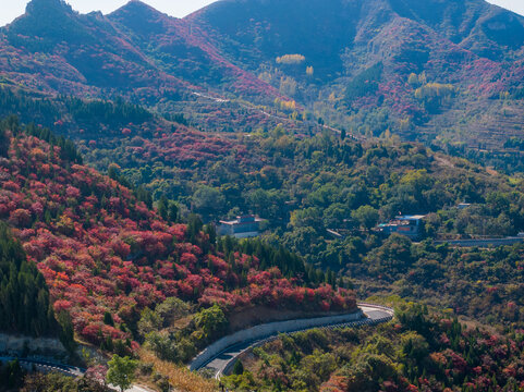 济南彩石劈山红叶