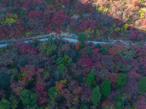 济南彩石劈山红叶