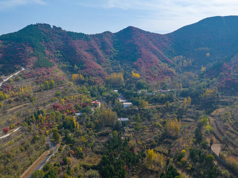 济南彩石劈山红叶1