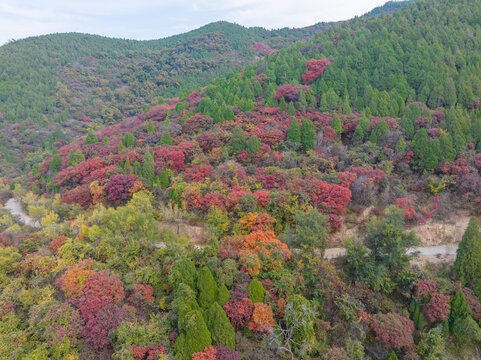 济南彩石捎近村红叶